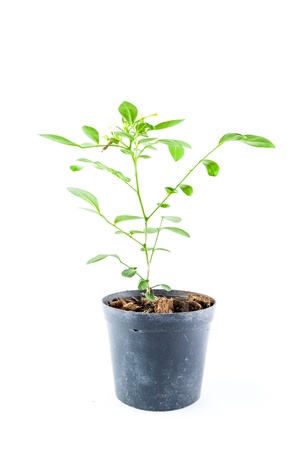 Home plant in pot isolated on white background - Close-up the tree in flowerpot. Plant in a pot.の写真素材