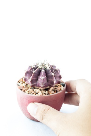 Cactus in pot with hand holding isolated on white backgroundの写真素材