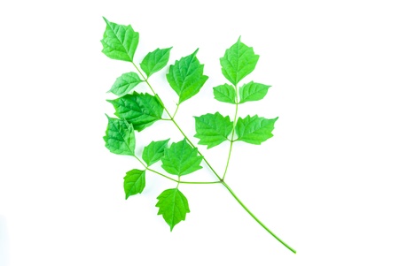 Green leaf isolated on white backgroundの写真素材