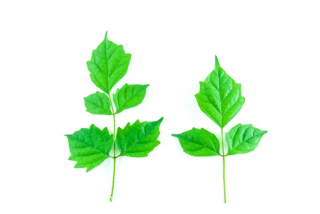 Green leaf isolated on white backgroundの写真素材