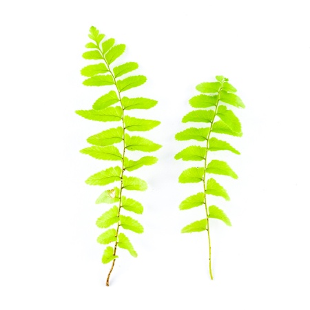 green and yellow moss isolated on white backgroundの写真素材