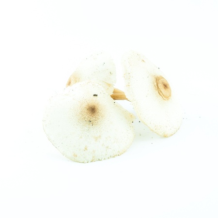 Poison mushrooms with clay isolated - wild mushroomsの写真素材