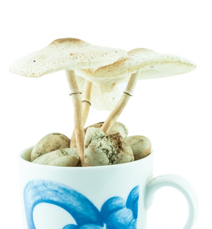 Poison mushrooms isolated in the cup pot - wild mushroomsの写真素材