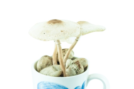 Poison mushrooms isolated in the cup pot - wild mushroomsの写真素材