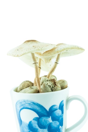 Poison mushrooms isolated in the cup pot - wild mushroomsの写真素材