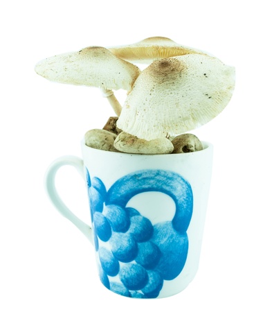 Poison mushrooms isolated in the cup pot - wild mushroomsの写真素材