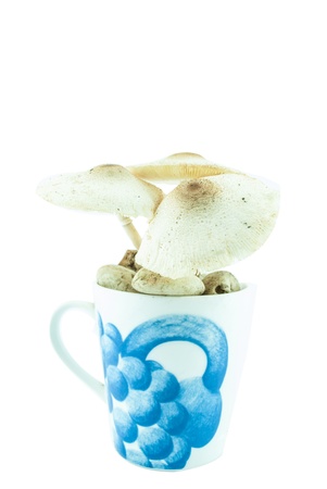 Poison mushrooms isolated in the cup pot - wild mushroomsの写真素材