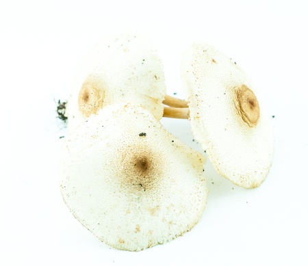 Poison mushrooms with clay isolated - wild mushroomsの写真素材