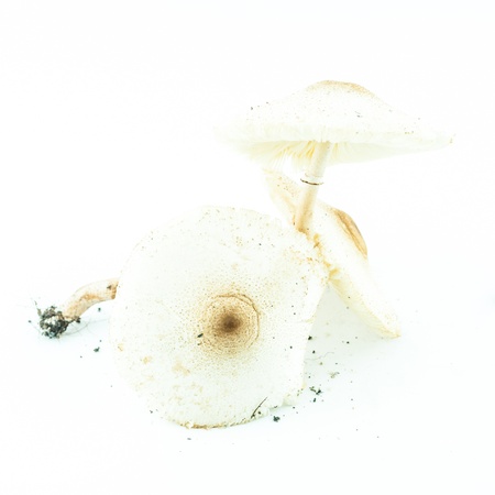Poison mushrooms with clay isolated - wild mushroomsの写真素材