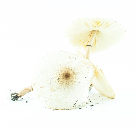 Poison mushrooms with clay isolated - wild mushroomsの写真素材