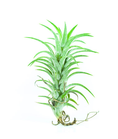 Tillandsia isolated - Bromelia on white backgroundの写真素材