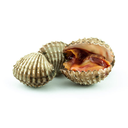 Steamed cockles - cockles isolated on white background -Fresh raw cockles