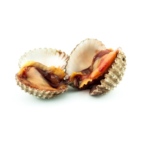 Steamed cockles - cockles isolated on white background -Fresh raw cocklesの写真素材
