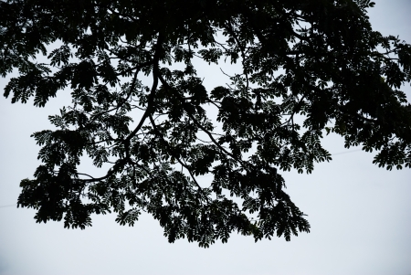 Leaves silhouette on the treeの写真素材