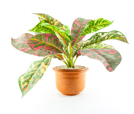 Small artificial tree in a pot の写真素材