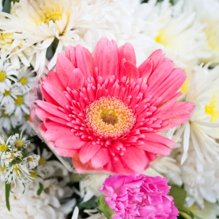 Beautiful Pink flowerの写真素材