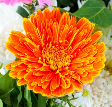 Beautiful Orange flowerの写真素材