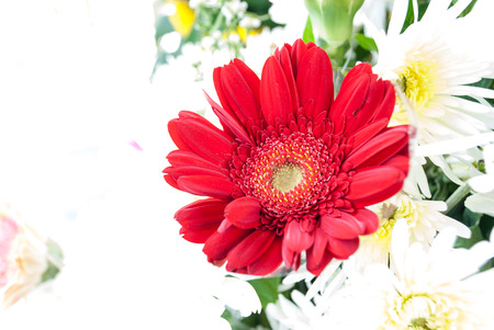 Beautiful red flower with petalの写真素材