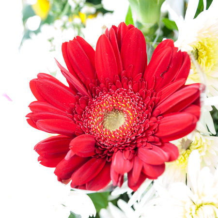 Beautiful red flower with petalの写真素材