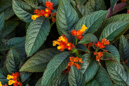 Floral with big green leaves - Bunch of orange flowersの写真素材