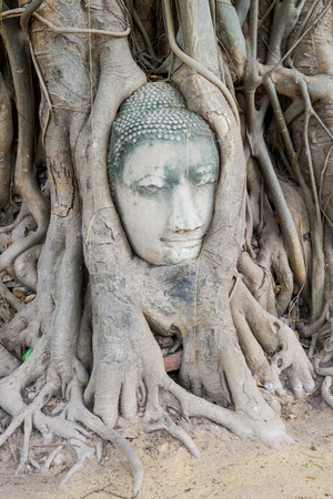 Buddha Head in tree at Ayutthaya wild, Thailandの写真素材