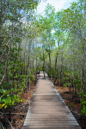 Path in spring green forest - boardwalk in forestの写真素材
