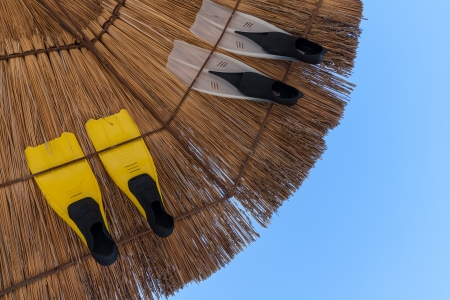 fins are yellow and transparentの写真素材