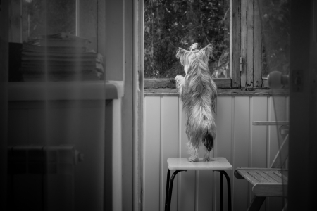 Dog waiting mistressの写真素材