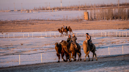 mongolia camel herdersのeditorial素材