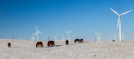horses in the snowの写真素材