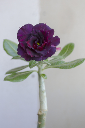 Violet flower adenium obesum Spider Man blooms. Close up.の写真素材