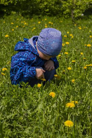 The child considers, touches yellow dandelions. Summer timeの写真素材