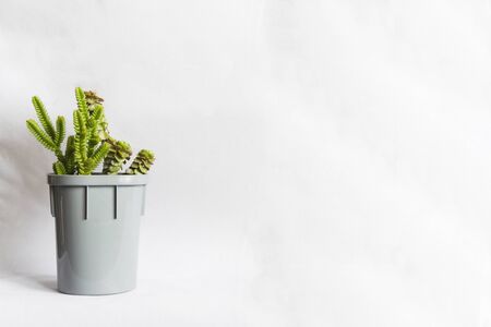 Small succulent or natural green plant Crassula in grey spot on white background with copy spaceの写真素材