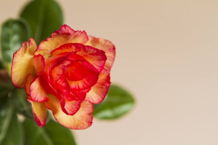 Whole flower rose or adenium on pink background with copy space.の写真素材