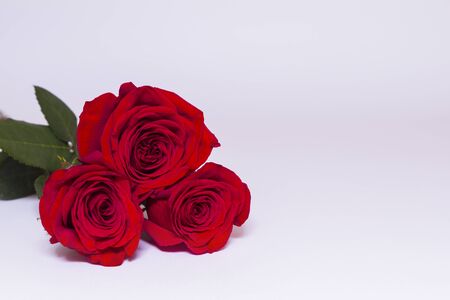 Three red roses with green leaves on white background with copy space. Front view. Greeting concept.の写真素材