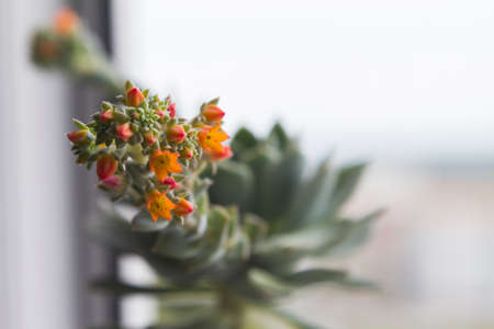 Close up of blooming succulent echeveria. Bright orange colors. The flower stands on the windowsill. Selective focus.の写真素材