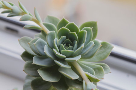 The succulent echeveria stands on the windowsill. Indistinct background. Close up
