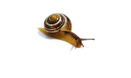 snailの写真素材