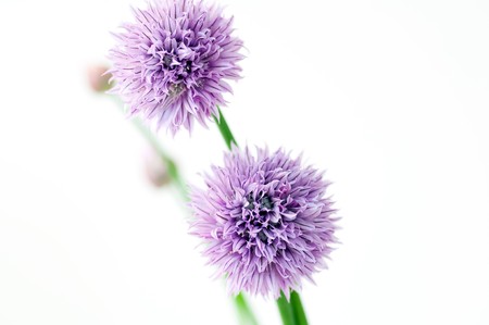 Flowers of Chivesの写真素材