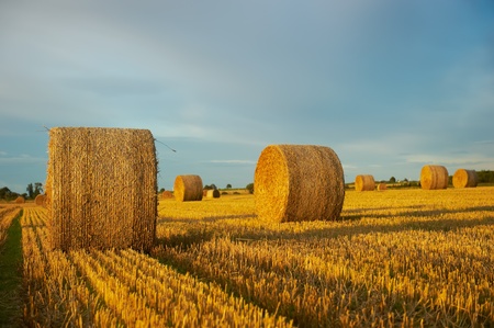 Hay bales on a clear summers dayの写真素材