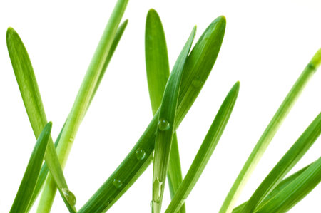 Water drops on fresh green leaf 