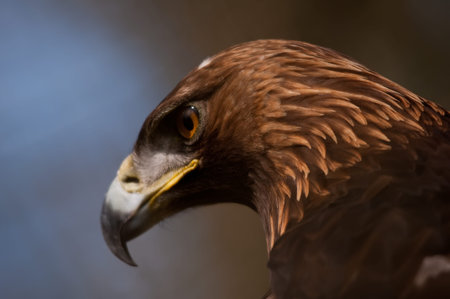 Eagle head の写真素材