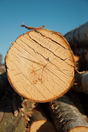 Timber storage の写真素材