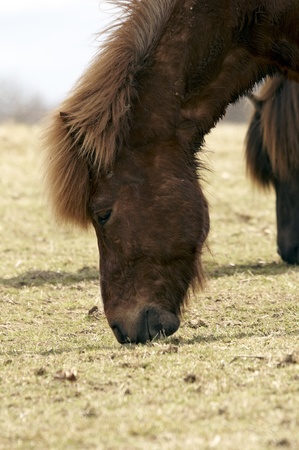 Feeding coltの写真素材