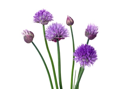 Purple chive (allium schoenoprasum) flowers on a white background. の写真素材