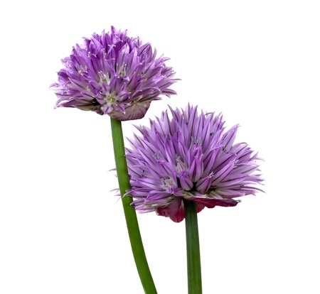 Purple chive (allium schoenoprasum) flowers on a white background. の写真素材