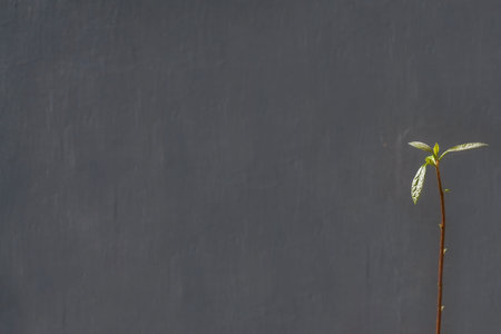 sprout of fresh young plant on grey wall background
