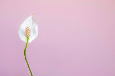 White flower of calla lily on pink background with copy spaceの写真素材