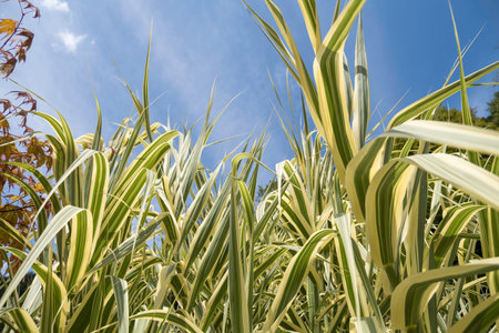 Close up of the leaves of a sugar cane plant with blue sky