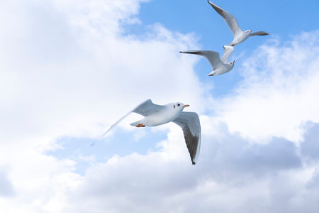 seagulls flying in the sky, closeup of photoの写真素材